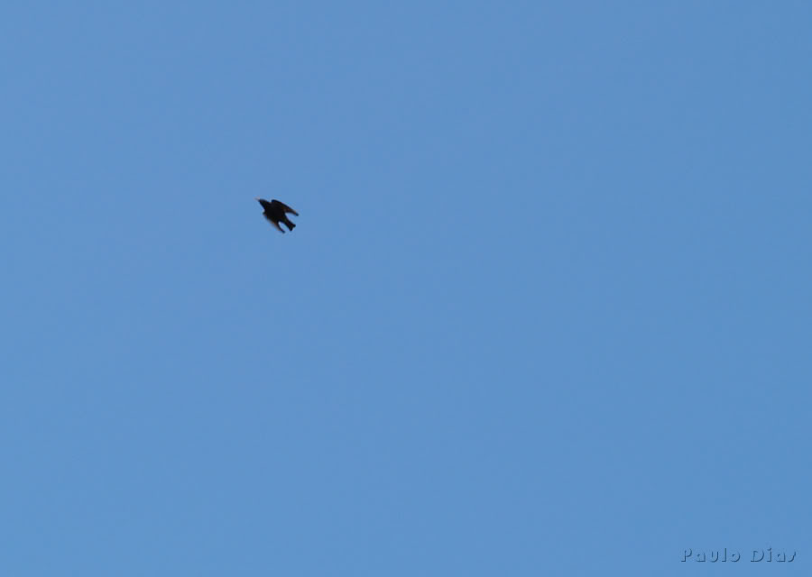 Imagens de Pedro Lopes