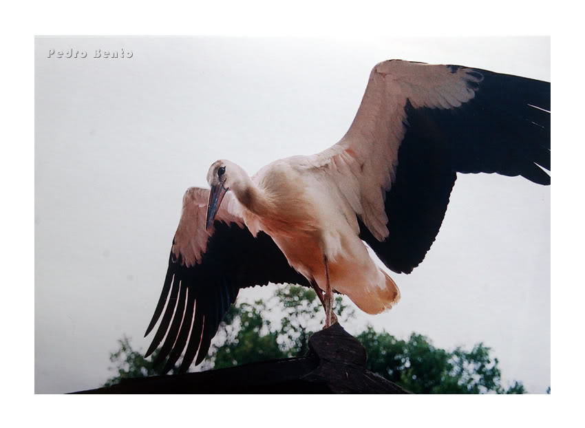 Postais de Montargil