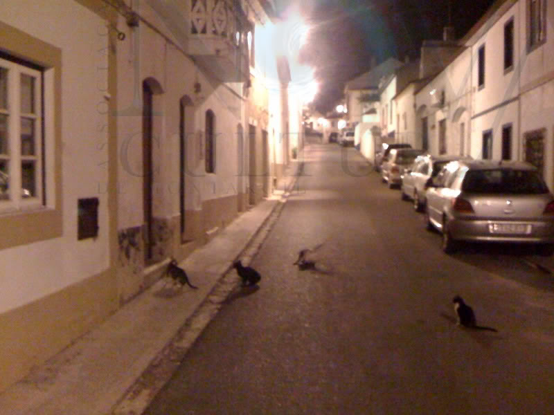 Gatinhos na Rua do Comrcio