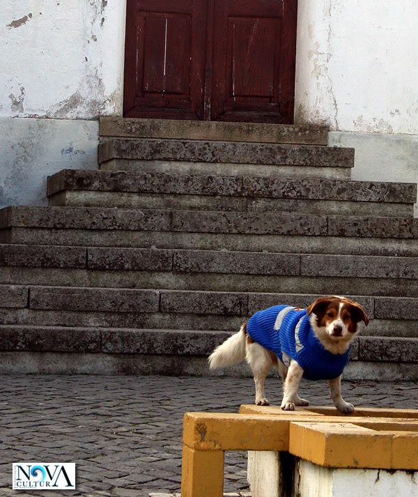 Pin�quio, o c�o mais bem vestido de Montargil